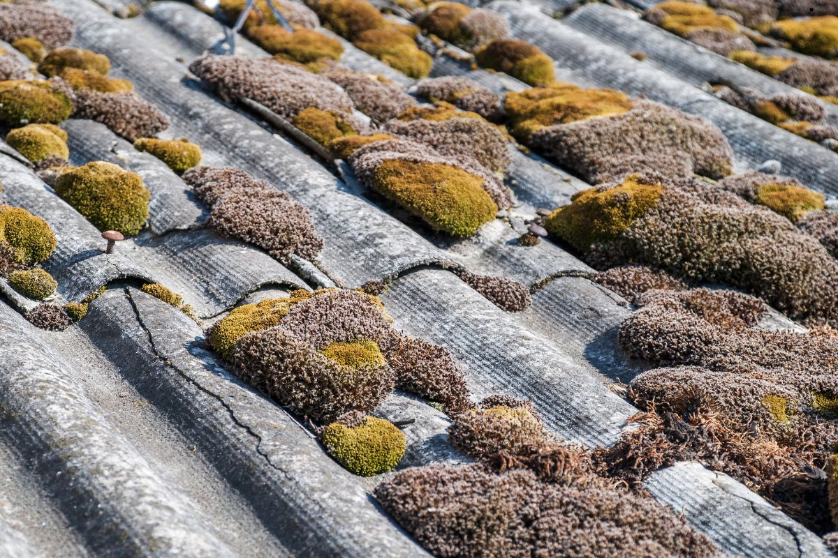 Moss covering a building's roof, highlighting the need for professional roofing services to maintain structural integrity.