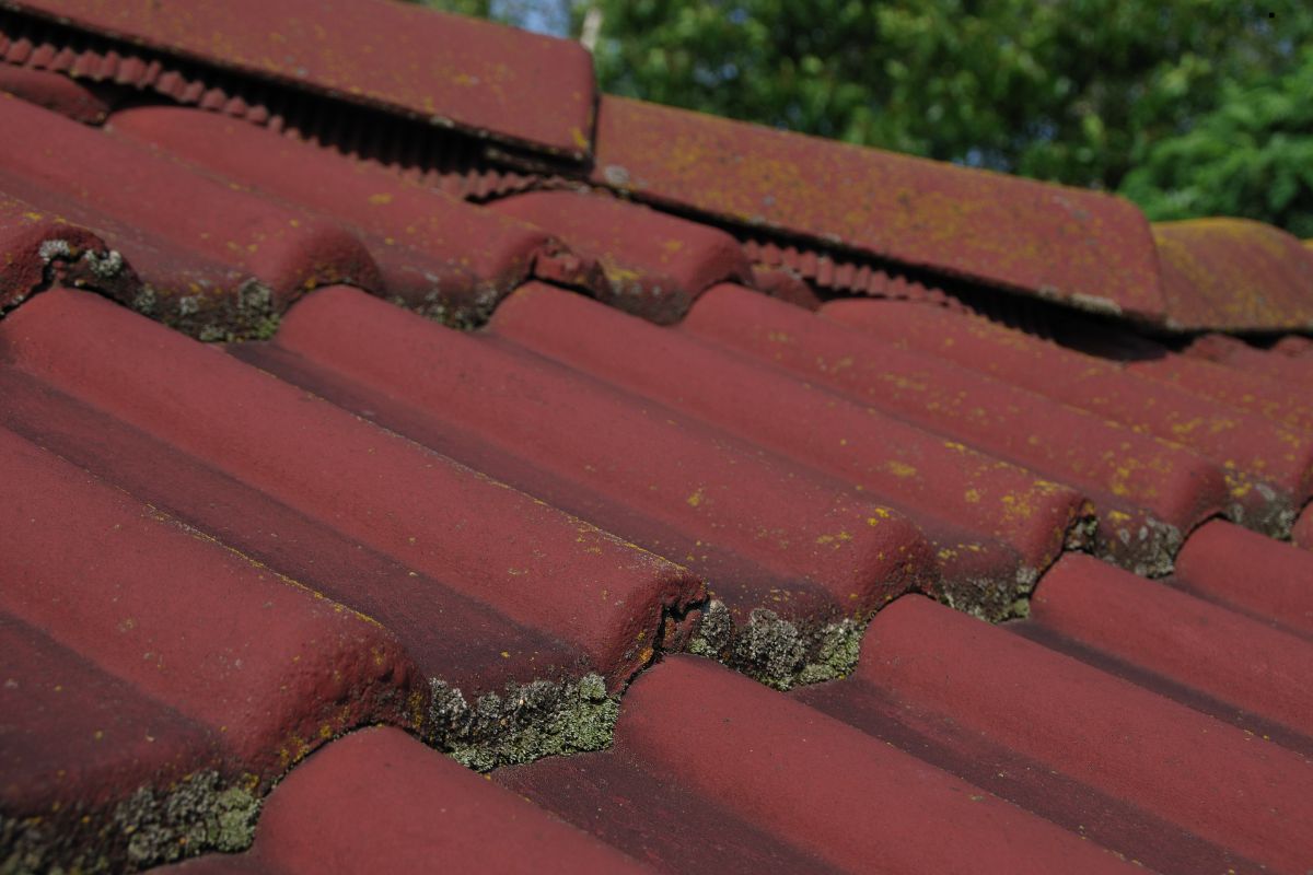 Close-up of a red roof adorned with moss, showcasing the need for professional roofing services.