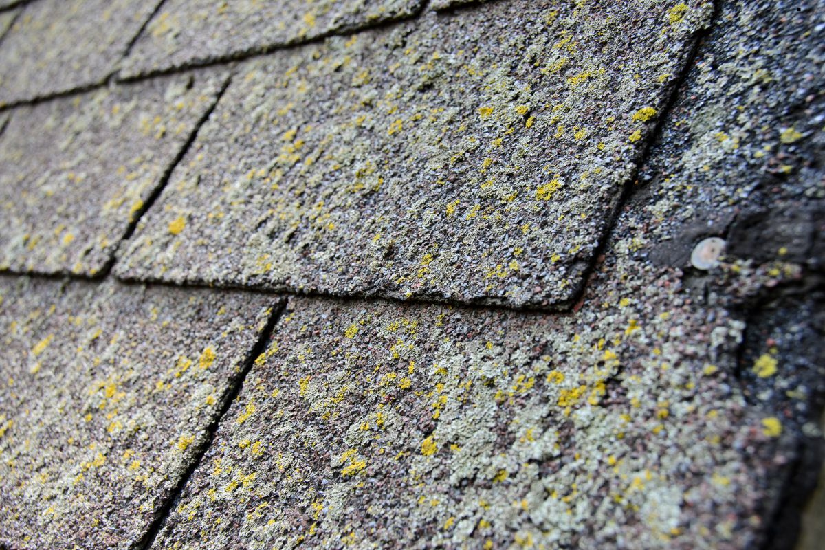 Close-up of a roof showcasing yellow and brown lichen, indicating algae presence, relevant to roofing services.